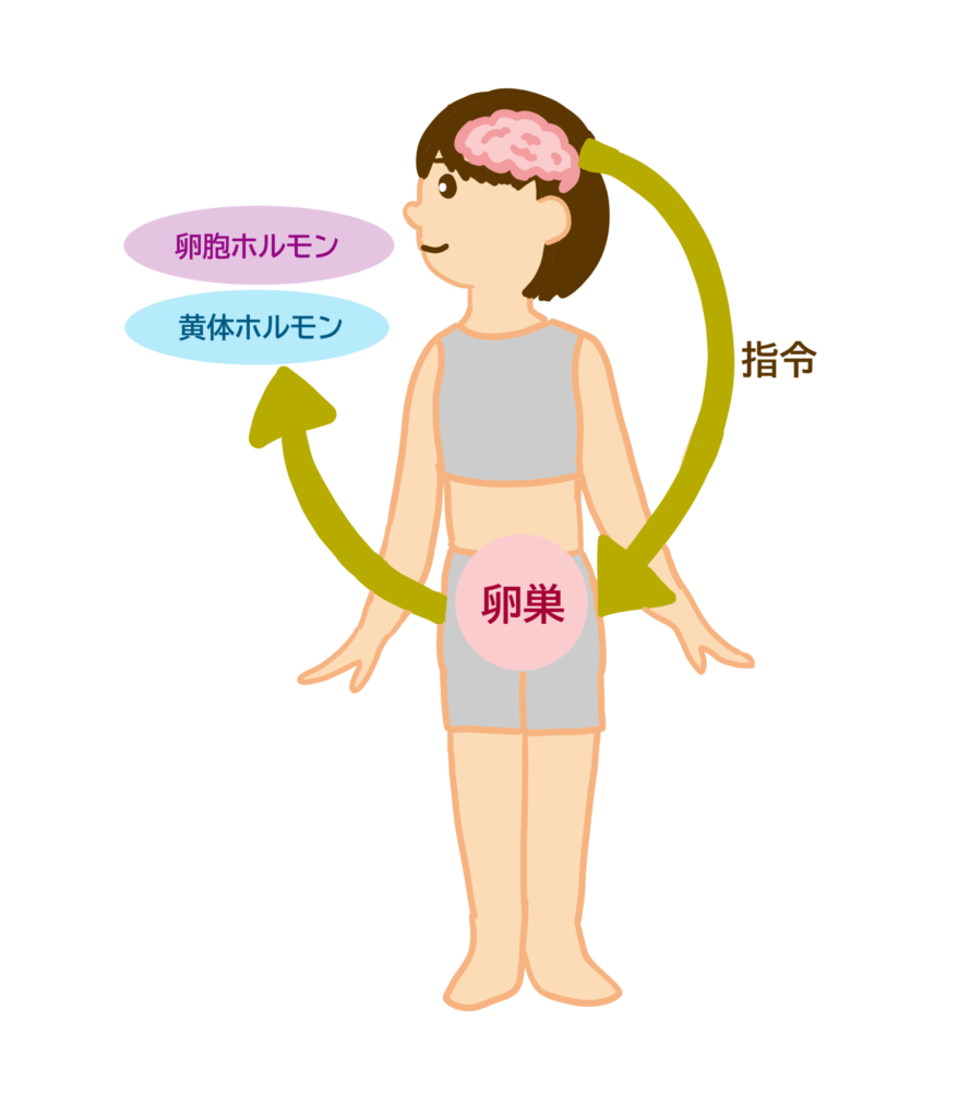 女性ホルモンイラスト